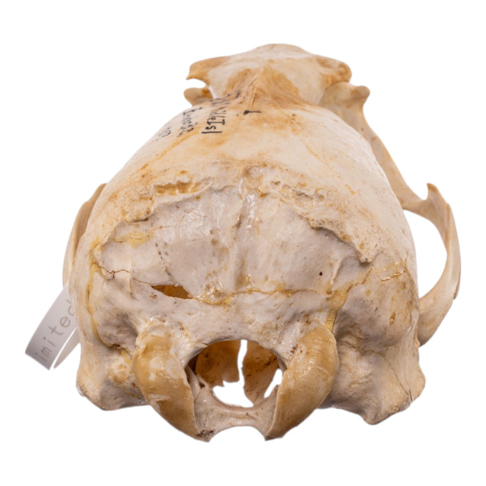 Real Sea Lion Skull - Female