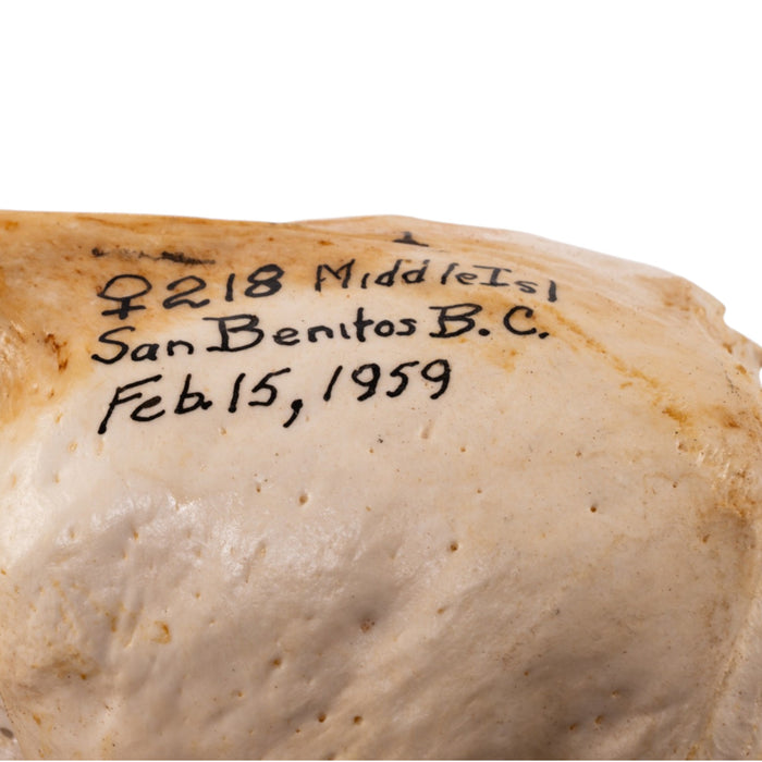 Real Sea Lion Skull - Female