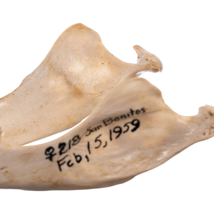 Real Sea Lion Skull - Female