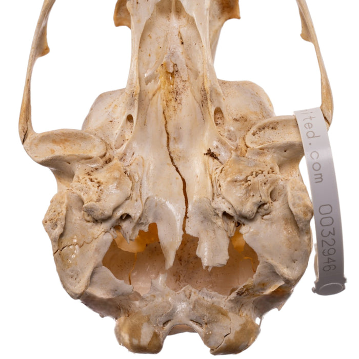 Real Sea Lion Skull - Female