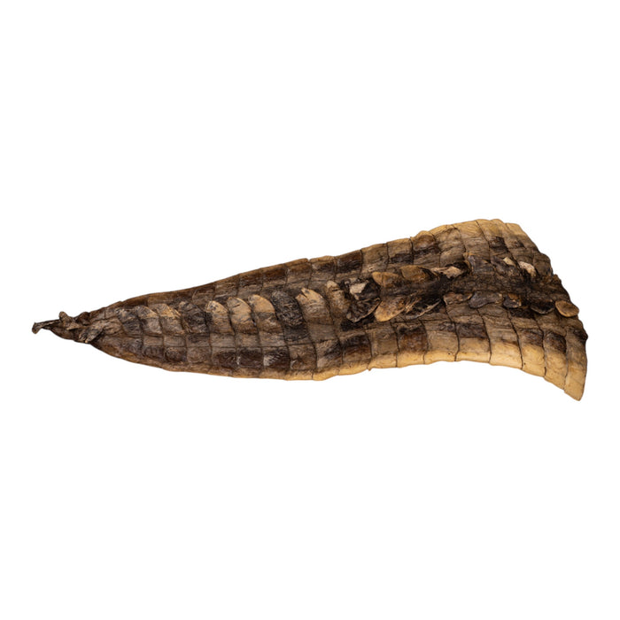 Real Preserved Crocodile Tail Skin