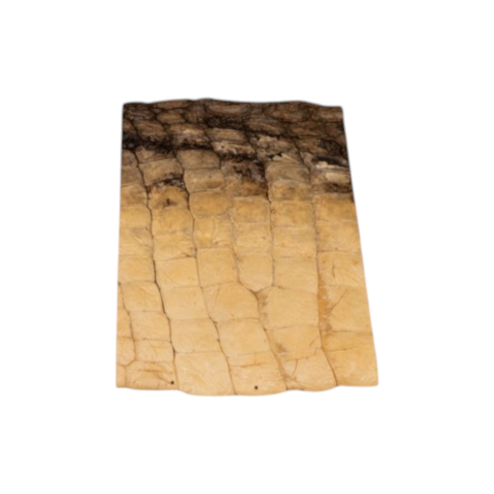 Real Preserved Crocodile Skin - Belly and Dorsal Hide (Single Piece)