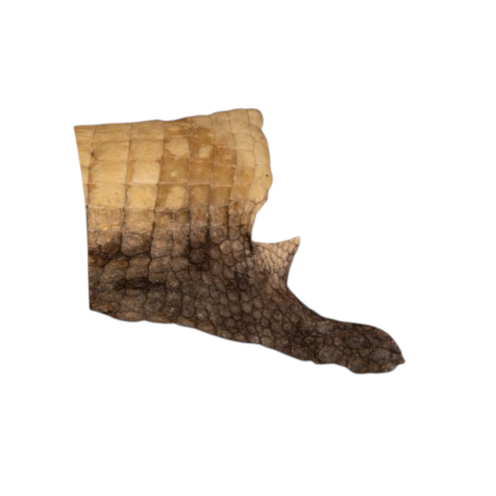 Real Preserved Crocodile Skin - Belly and Dorsal Hide (Single Piece)