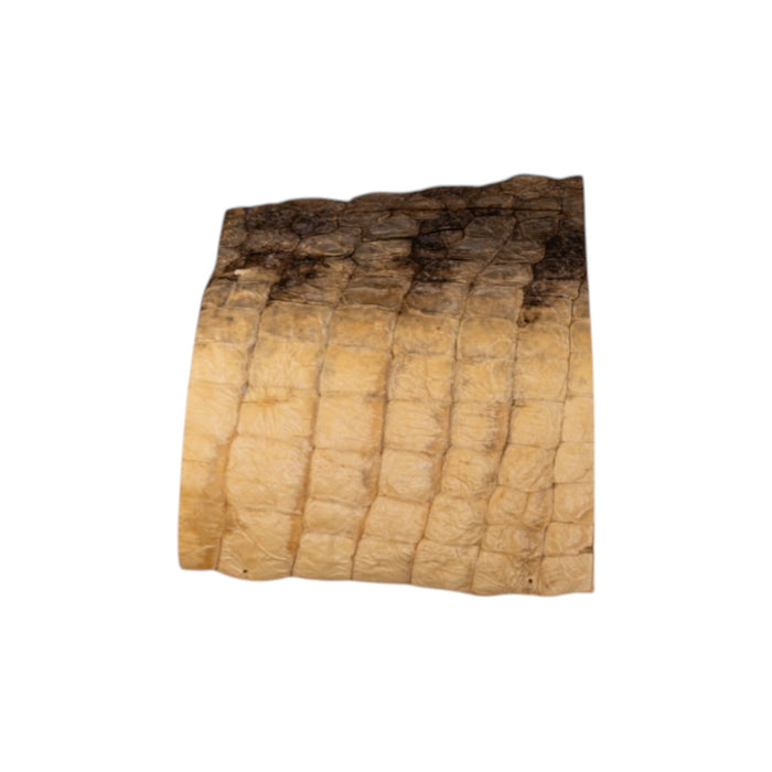 Real Preserved Crocodile Skin - Belly and Dorsal Hide (Single Piece)