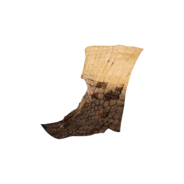 Real Preserved Crocodile Skin - Belly and Dorsal Hide (Single Piece)