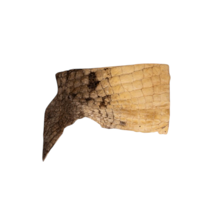 Real Preserved Crocodile Skin - Belly and Dorsal Hide (Single Piece)