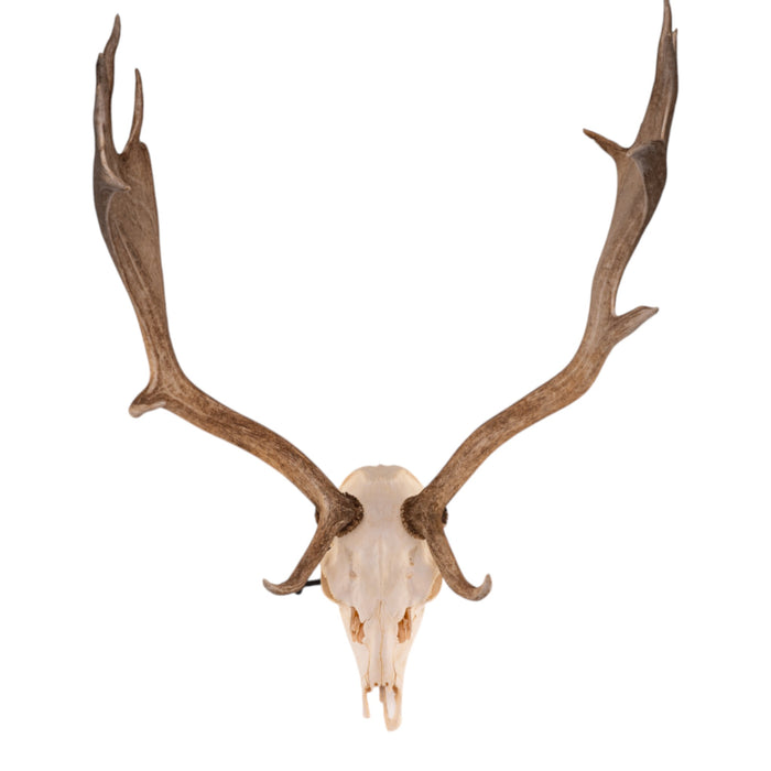 Real Fallow Deer Skull
