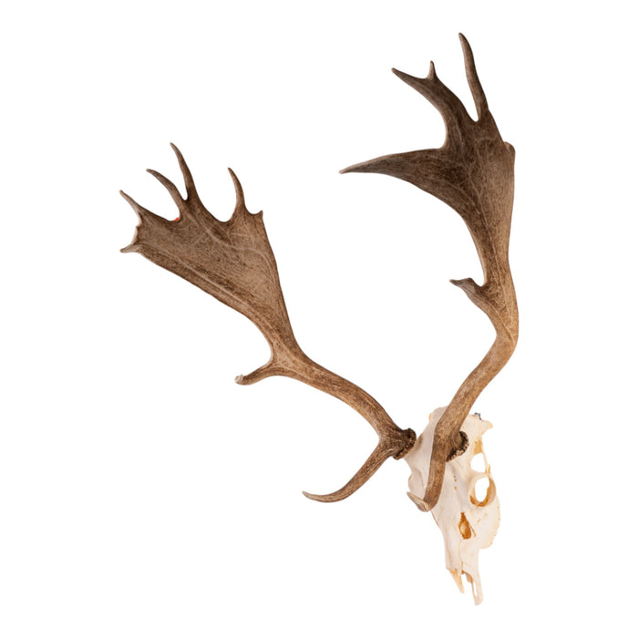 Real Fallow Deer Skull