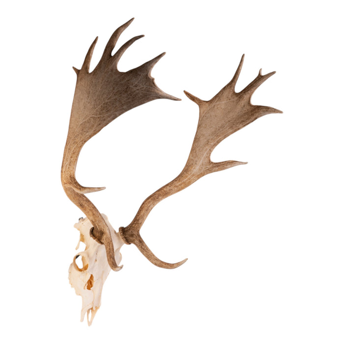 Real Fallow Deer Skull
