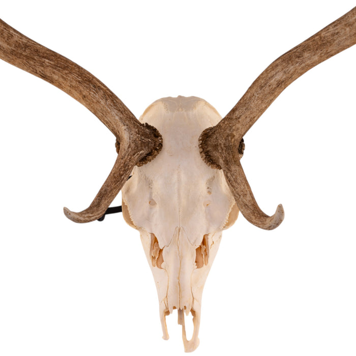 Real Fallow Deer Skull