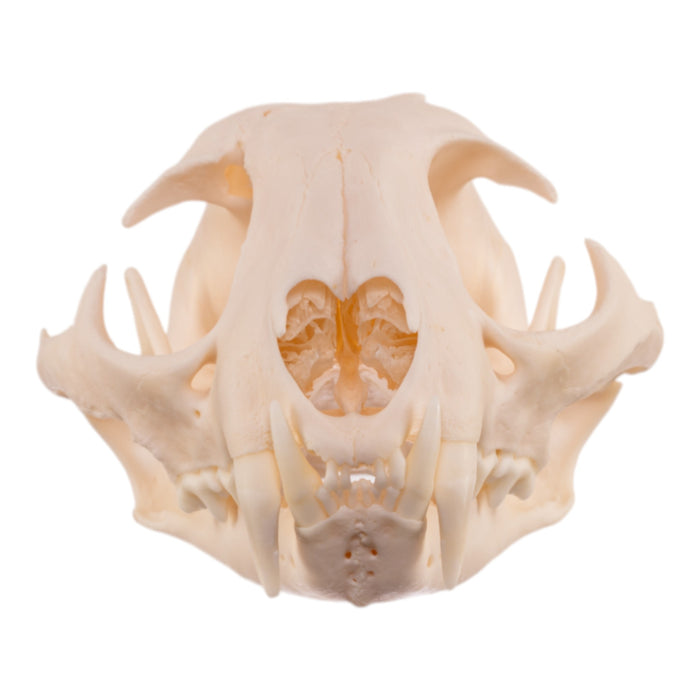 Real Bobcat Skull - Pathology