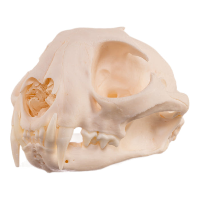 Real Bobcat Skull - Pathology