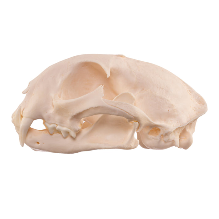 Real Bobcat Skull - Pathology