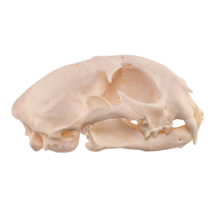 Real Bobcat Skull - Pathology