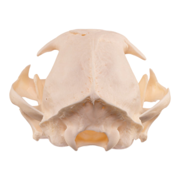 Real Bobcat Skull - Pathology
