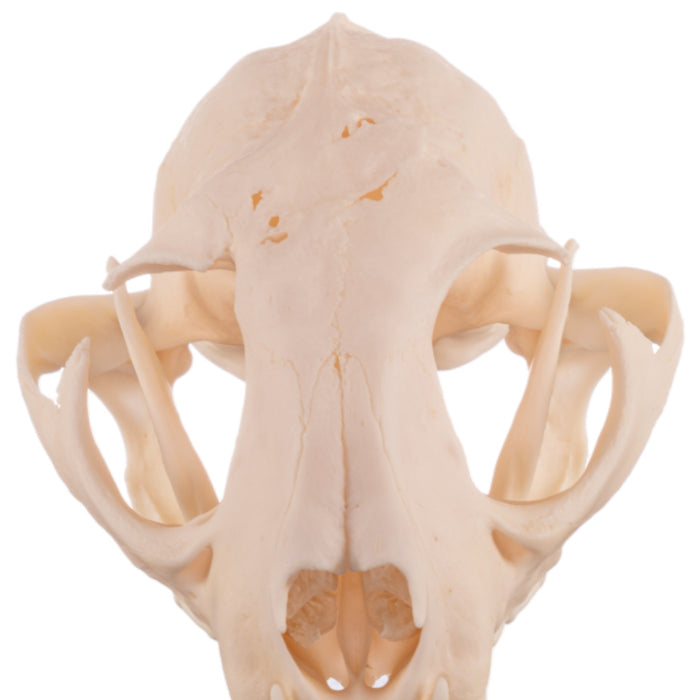 Real Bobcat Skull - Pathology