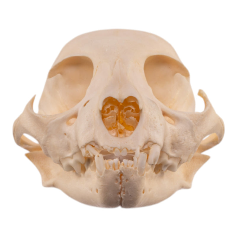 Real Bobcat Kitten Skull