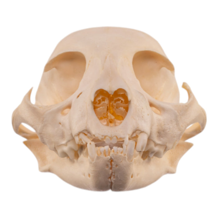 Real Bobcat Kitten Skull
