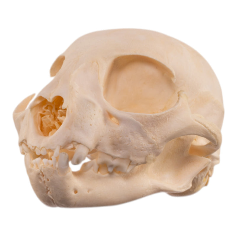 Real Bobcat Kitten Skull