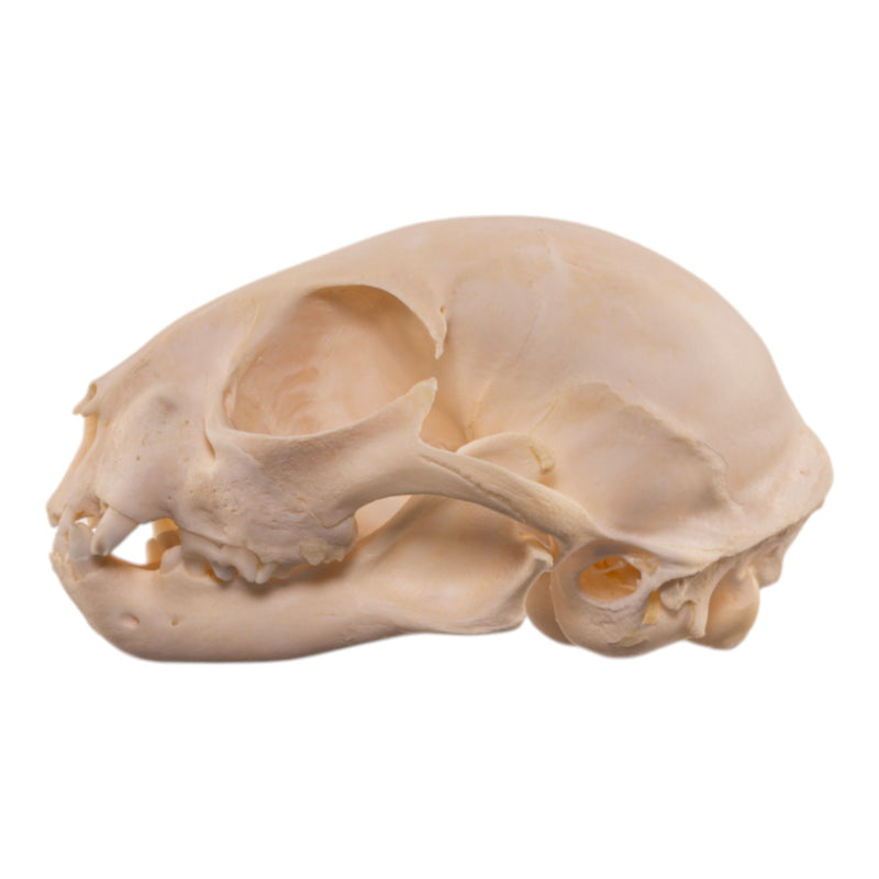 Real Bobcat Kitten Skull