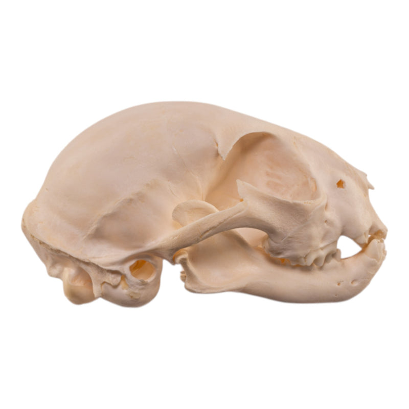 Real Bobcat Kitten Skull