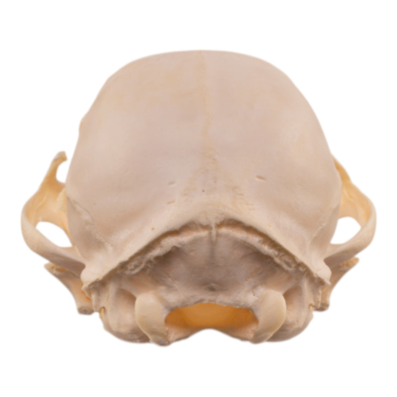 Real Bobcat Kitten Skull