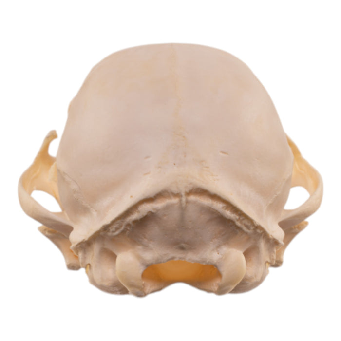 Real Bobcat Kitten Skull