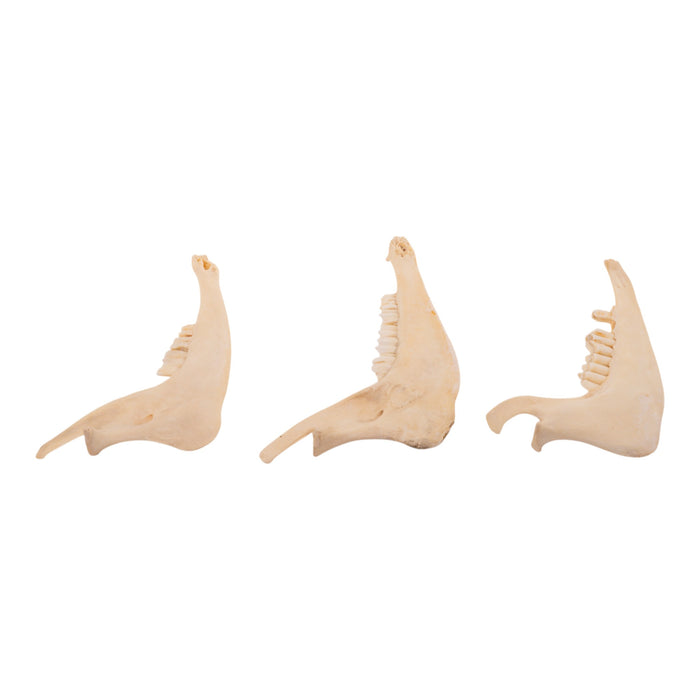 Real Domestic Goat Half Jaw