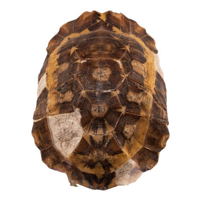 Real Forest Hinge-Back Tortoise Shell