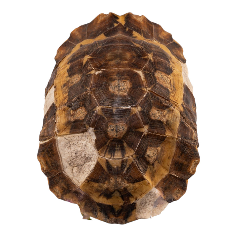 Real Forest Hinge-Back Tortoise Shell