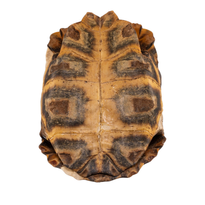 Real Forest Hinge-Back Tortoise Shell