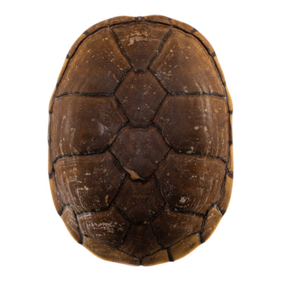 Real Yellow Mud Turtle Shell