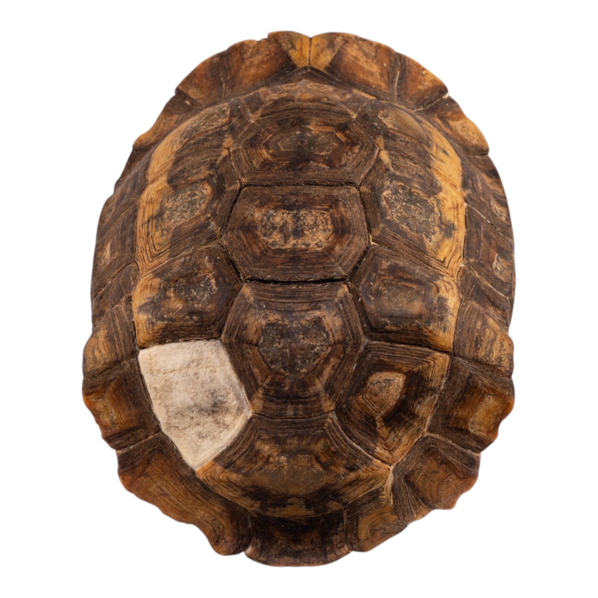 Real Forest Hinge-Back Tortoise Shell For Sale — Skulls Unlimited