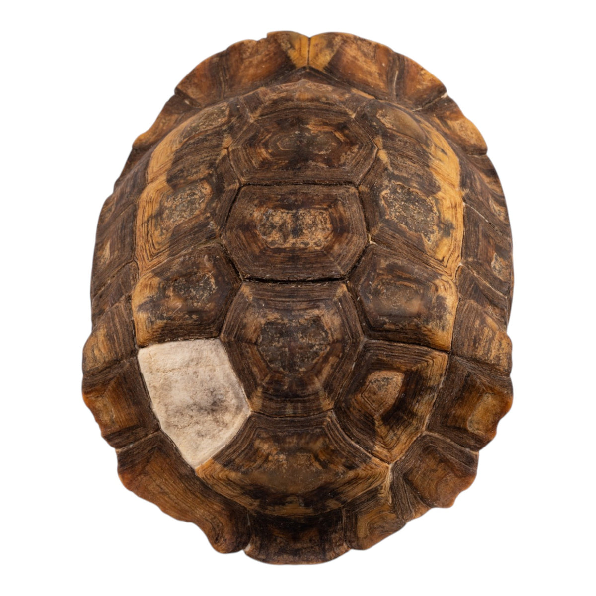 Real Forest Hinge-Back Tortoise Shell For Sale — Skulls Unlimited ...