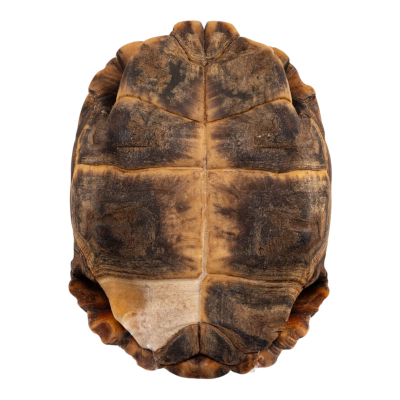 Real Forest Hinge-Back Tortoise Shell