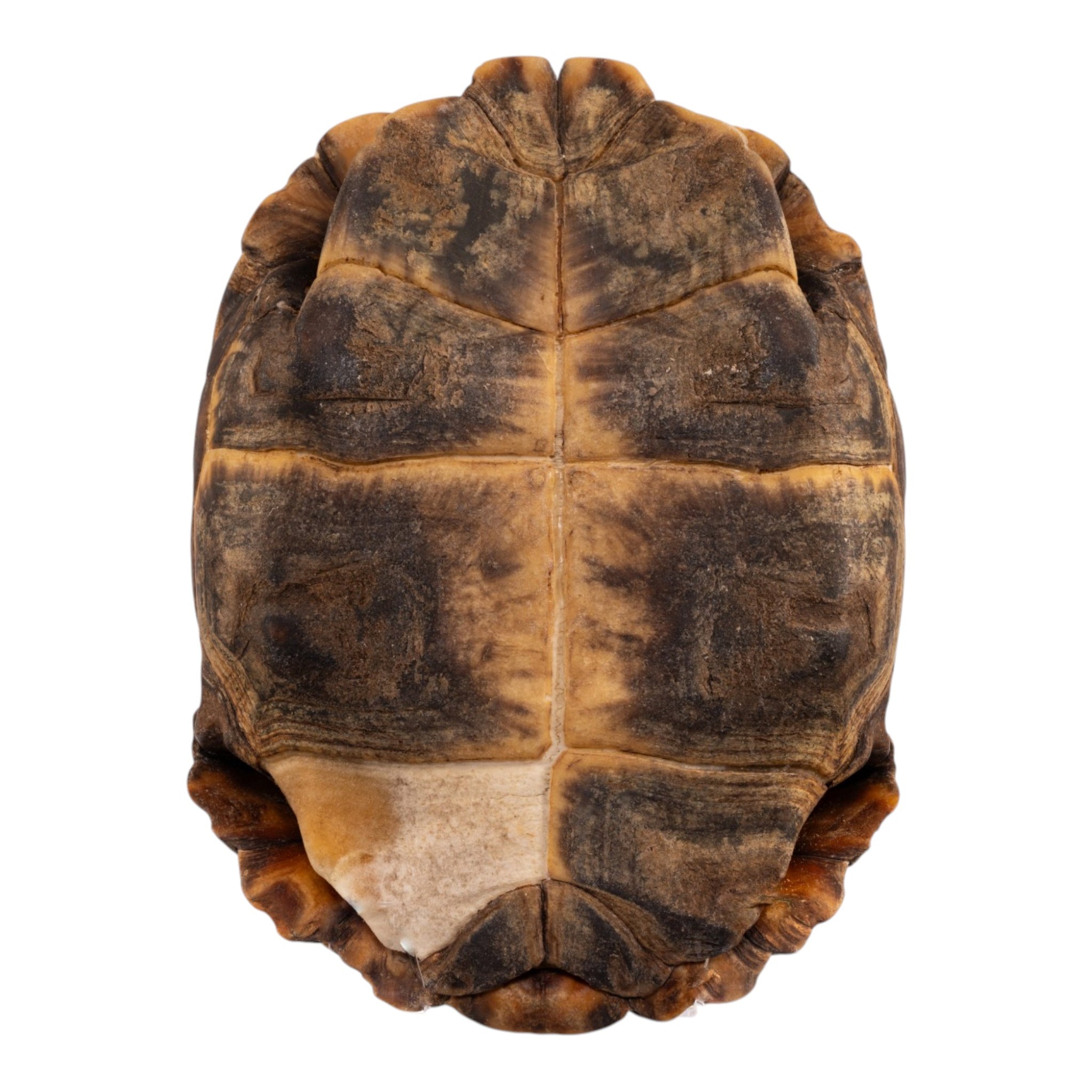 Real Forest Hinge-Back Tortoise Shell For Sale — Skulls Unlimited ...