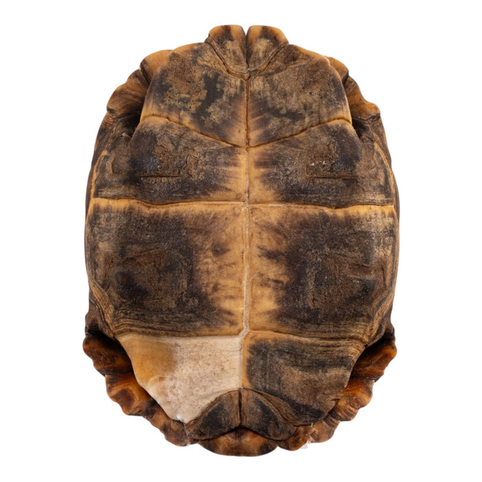 Real Forest Hinge-Back Tortoise Shell