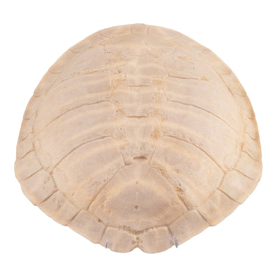 Real Turtle Shell Carapace