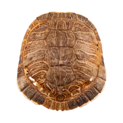 Real Red-eared Slider Shell