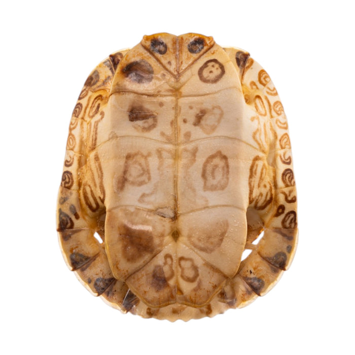 Real Red-eared Slider Shell