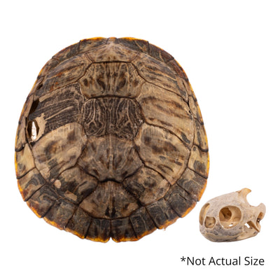 Real Rio Grande Red Eared Slider Skull and Shell