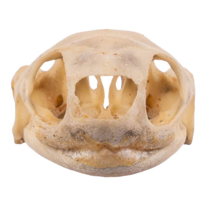 Real Spot-legged Wood Turtle Skull and Shell