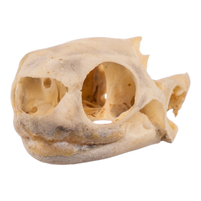 Real Spot-legged Wood Turtle Skull and Shell