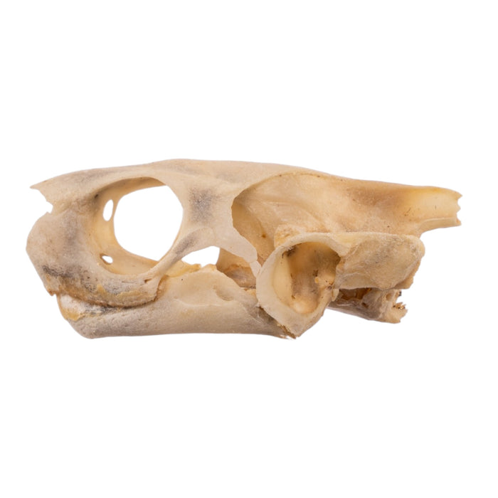 Real Spot-legged Wood Turtle Skull and Shell