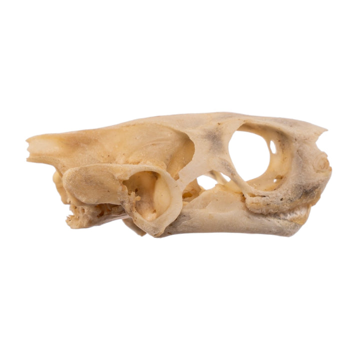 Real Spot-legged Wood Turtle Skull and Shell