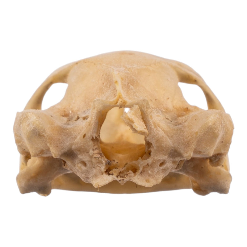 Real Spot-legged Wood Turtle Skull and Shell