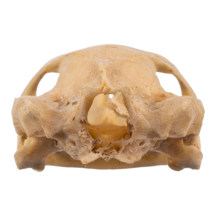 Real Spot-legged Wood Turtle Skull and Shell