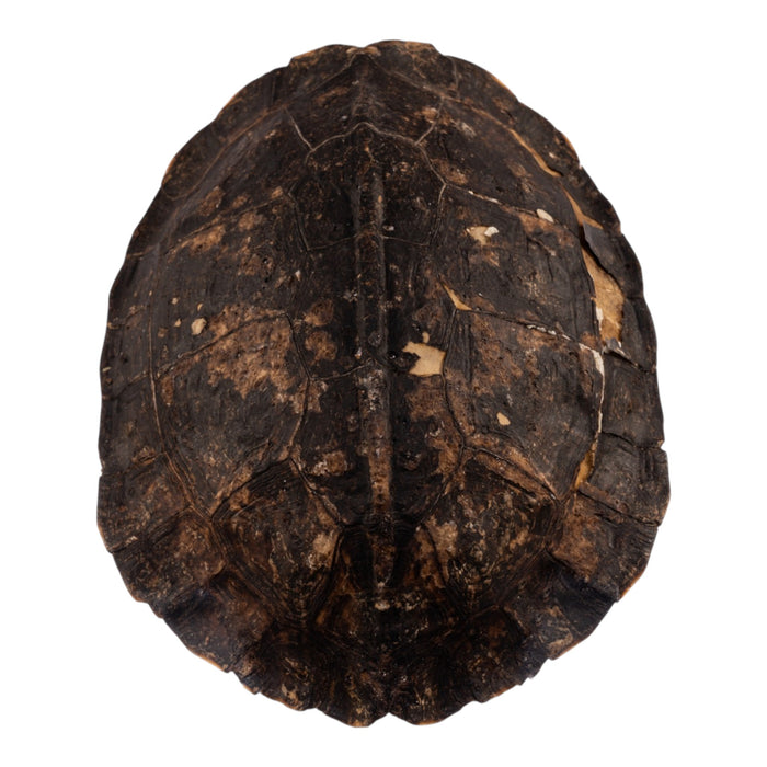 Real Spot-legged Wood Turtle Skull and Shell