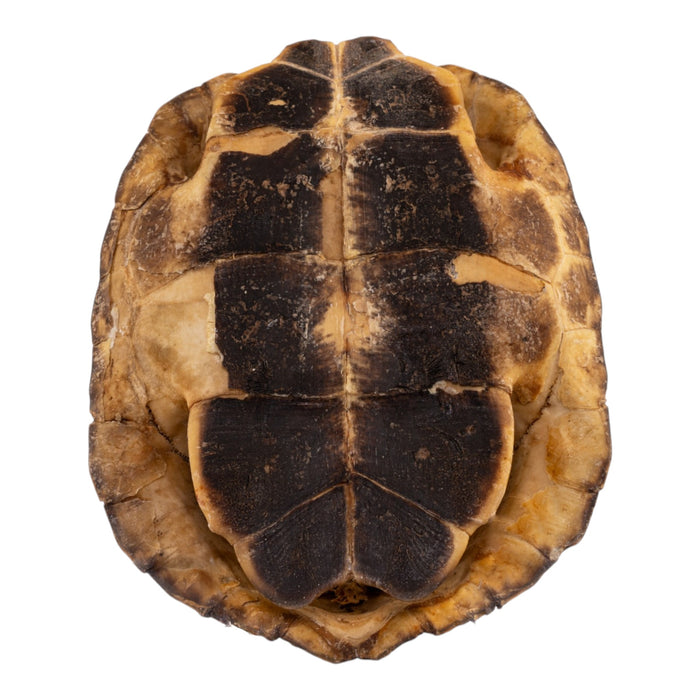 Real Spot-legged Wood Turtle Skull and Shell For Sale — Skulls