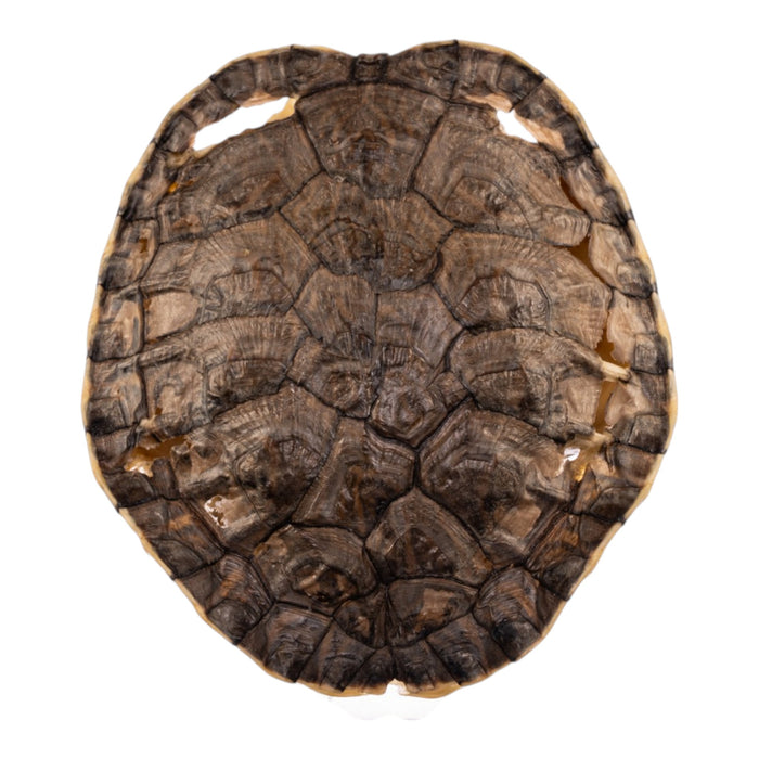 Real Mesoamerican Slider Skull and Shell